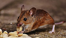 24 Hour & Emergency Exterminators in Cedars, PA